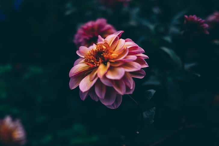 زهرة أرجوانية وصفراء ، زهرة داليا وردية وصفراء في التصوير عن قرب ، زهور ، ماكرو ، طبيعة، خلفية HD