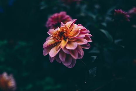 زهرة أرجوانية وصفراء ، زهرة داليا وردية وصفراء في التصوير عن قرب ، زهور ، ماكرو ، طبيعة، خلفية HD HD wallpaper