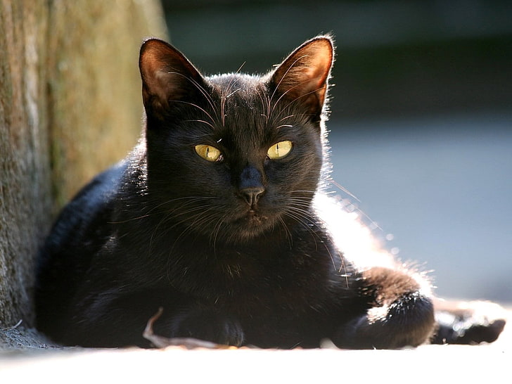 bombay cat, cat, muzzle, black, light, HD wallpaper