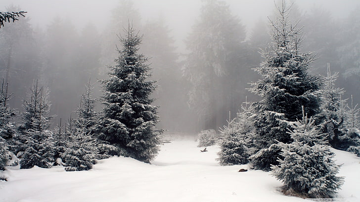 الأشجار المغطاة بالثلوج ، الطبيعة ، المناظر الطبيعية ، الثلج ، الغابات ، الشتاء، خلفية HD