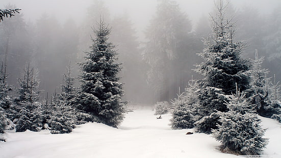 заснеженные деревья, природа, пейзаж, снег, лес, зима, HD обои HD wallpaper