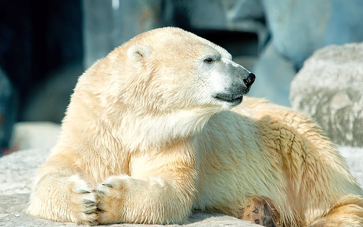 Widok z boku białego niedźwiedzia polarnego, biały, polarny, niedźwiedź, strona, widok, Tapety HD