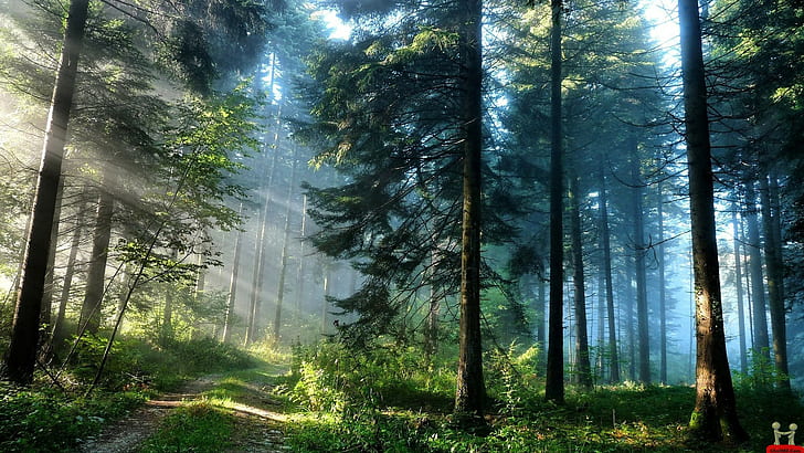 자연, 1920x1080, 쿨, 숲, 아름다움, 이미지, 울트라 HD, HD 배경 화면