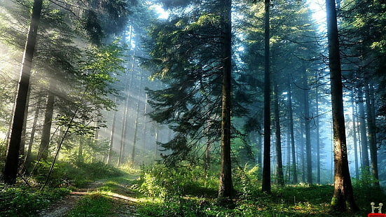 자연, 1920x1080, 쿨, 숲, 아름다움, 이미지, 울트라 HD, HD 배경 화면 HD wallpaper