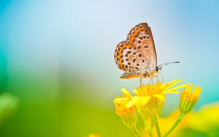 Spring butterfly, yellow flower, blurred background, Spring, Butterfly, Yellow, Flower, Blurred, Background, HD wallpaper