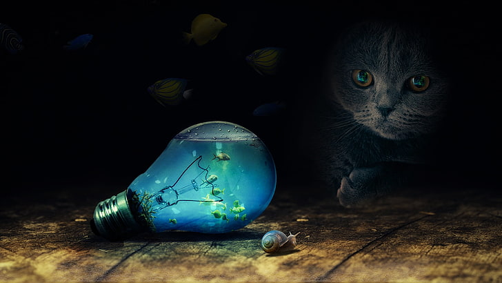 kucing, hewan, siput, ikan, air, kaca, lampu sorot, bola lampu, Wallpaper HD