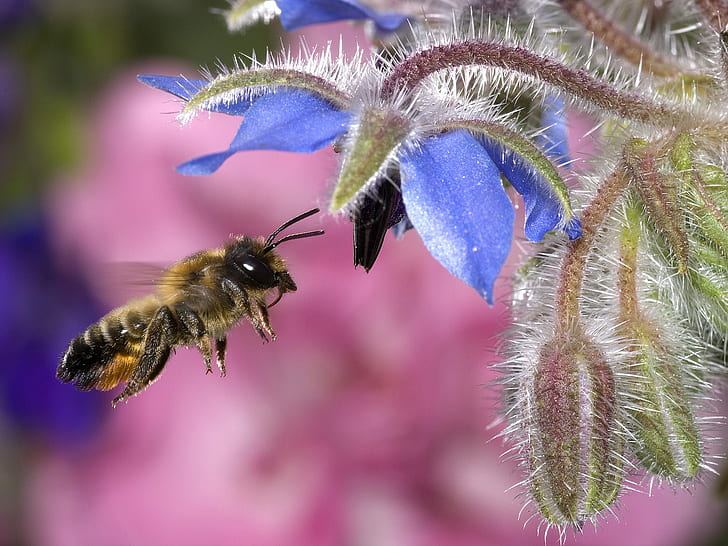 Hovering Honey Bee, honey bee, hovering, honey, HD wallpaper