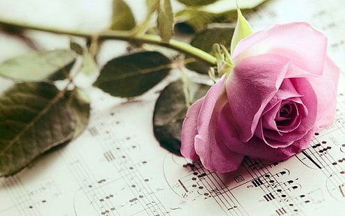 Rose Pink Flower Notes Música, rosa, rosa, flor, notas, música, Fondo de pantalla HD HD wallpaper