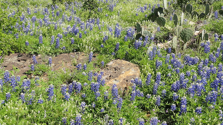 bluebonnets, fleurs, printemps, texas, fleurs sauvages, Fond d'écran HD