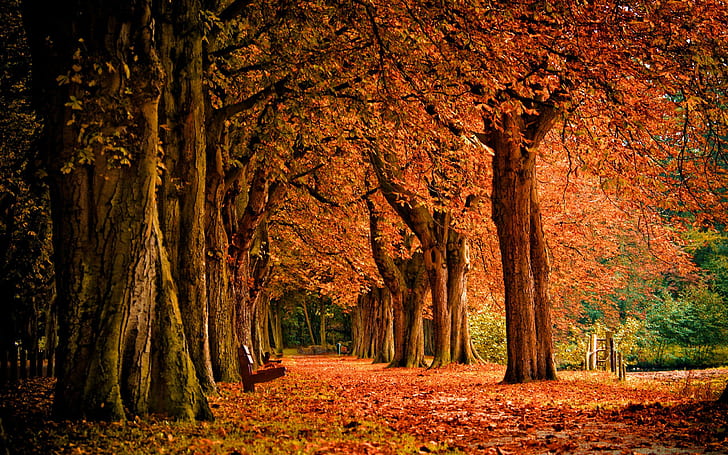 Есен в Национален парк Джаспър, пътека, Алберта, дървета, есен, Канада, листа, цветове, HD тапет