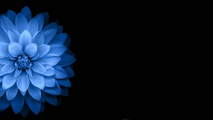 푸른 달리아 꽃, 꽃, 파랑, 검정, 어두운, HD 배경 화면