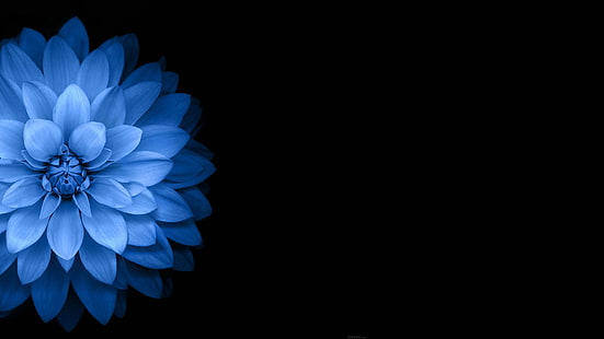 синьо далия цвете, цветя, синьо, черно, тъмно, HD тапет HD wallpaper