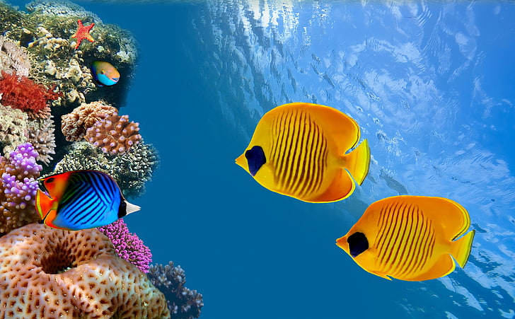 Desktop Aquarium, two yellow tang fish, Animals, Sea, Ocean, Fish, Water, Aquarium, Corals, HD wallpaper