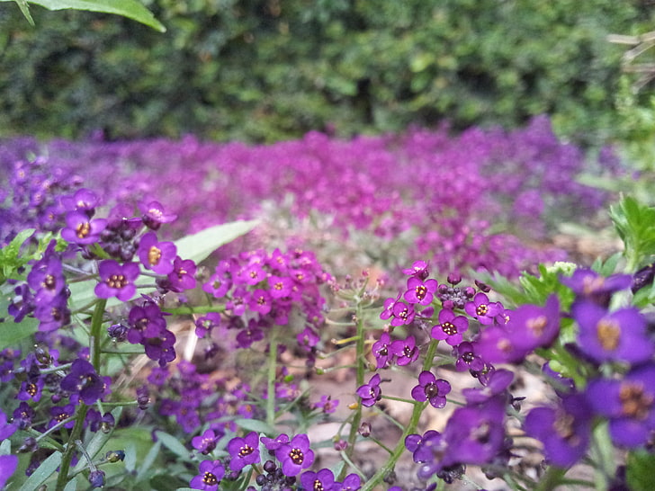 fiori, natura, fiori viola, Sfondo HD