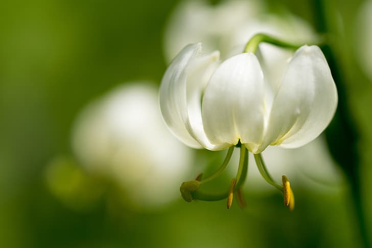 มาโคร ลิลลี่ กลีบดอก เกสรตัวผู้ ขาว โบเก้, วอลล์เปเปอร์ HD