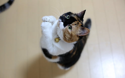 calico cat, cat, paws, jump, spotted, HD wallpaper HD wallpaper