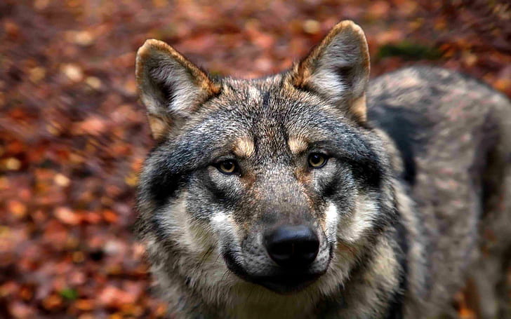 A Closer Look At You!, magnifecet, close up, wolf, predator, animals, HD wallpaper