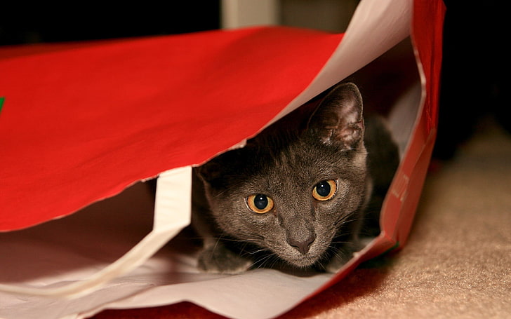short-fur gray cat, cat, gray, package, hide, muzzle, look, HD wallpaper