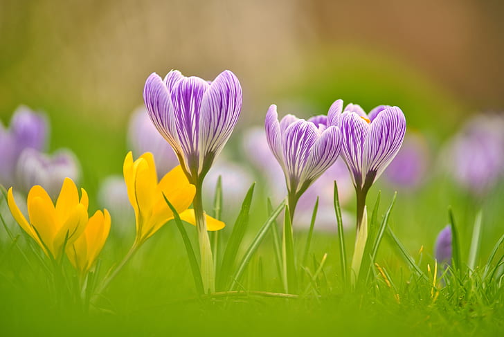 macro, spring, petals, bokeh, Crocuses, Saffron, HD wallpaper