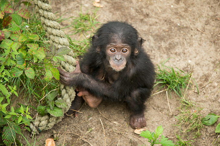 Schimpanser, apa, blick, apa, gröngöling, rep, schimpanser, Bush, primat av, HD tapet