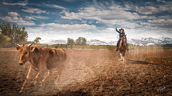 bovini bruni, cavallo, fattoria, rodeo, Cowgirl, bestiame da razzia, Sfondo HD HD wallpaper