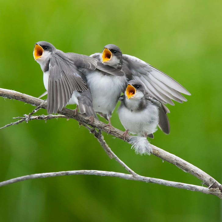 小枝にとまる鳥の3つの灰色と白の短いくちばしの群れ、野生動物、羽、 HDデスクトップの壁紙