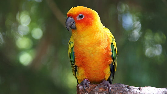 gul och grön fågel i bur, fåglar, papegoja, conure, HD tapet HD wallpaper