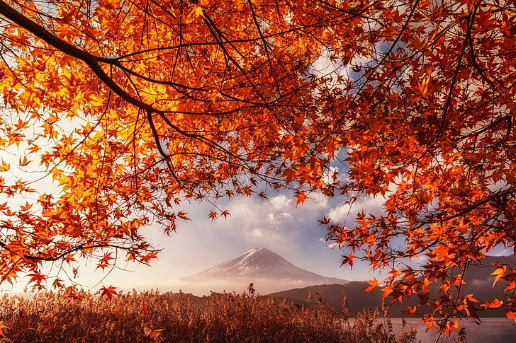 maple leaf tree, fall, volcano, Mount Fuji, Japan, orange, leaves, mountains, mist, lake, shrubs, nature, landscape, sunlight, HD wallpaper