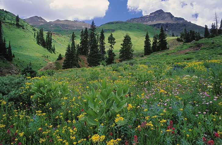 Alpine Meadow Of Sneezeweed Колорадо, жълти широки цветя, HD тапет