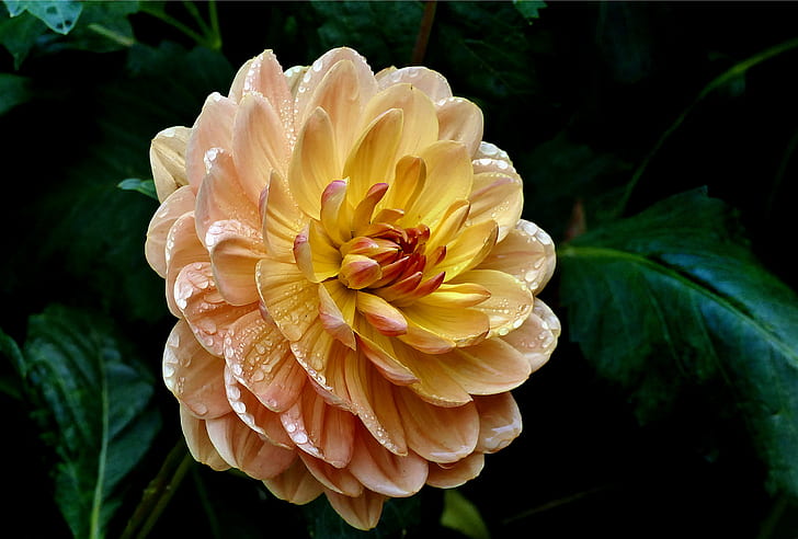ดอกไม้สีเหลืองและสีชมพูในตอนกลางวัน, สีเหลือง, สีชมพู, ดอกไม้, ตอนกลางวัน, พานาโซนิค, ดอกไม้, บุปผา, สวน, Lumix FZ1000, Public Domain, ความทุ่มเท, CC0, ภาพถ่าย, ธรรมชาติ, ปลูก, กลีบดอกไม้, หัวดอกไม้, ใกล้ชิด, ฤดูร้อน, วอลล์เปเปอร์ HD
