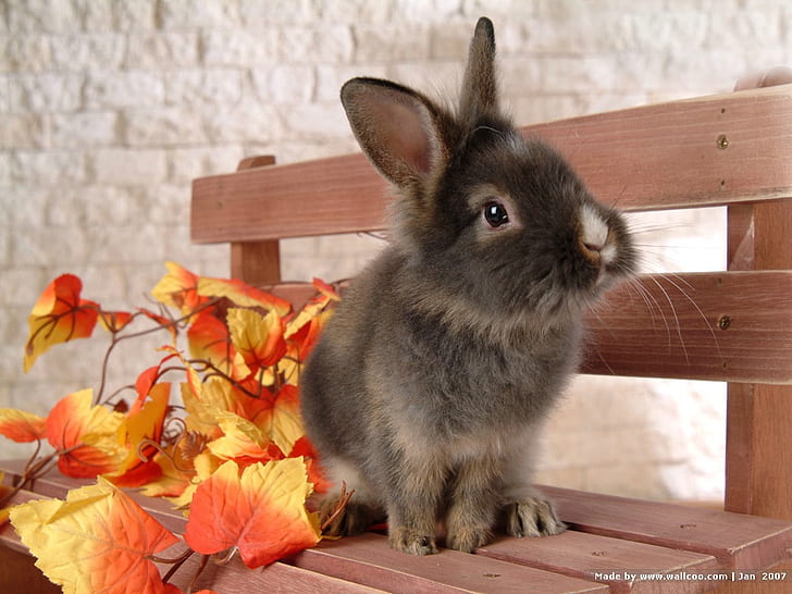 ฤดูใบไม้ร่วงใบไม้ที่นั่งม้านั่งนั่งสวยสัตว์ศิลปะ HD อื่น ๆ กระต่ายกระต่ายใบไม้ร่วงที่นั่งม้านั่ง, วอลล์เปเปอร์ HD