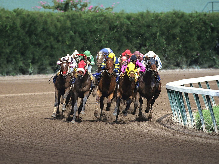 Pacuan Kuda HD, olahraga, kuda, balap, Wallpaper HD