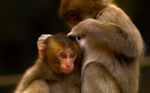 two brown monkeys, monkey, couple, care, baby, HD wallpaper HD wallpaper