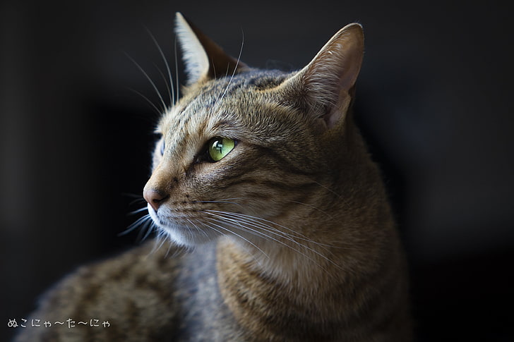 shallow focus on silver Tabby cat, cat, HD wallpaper