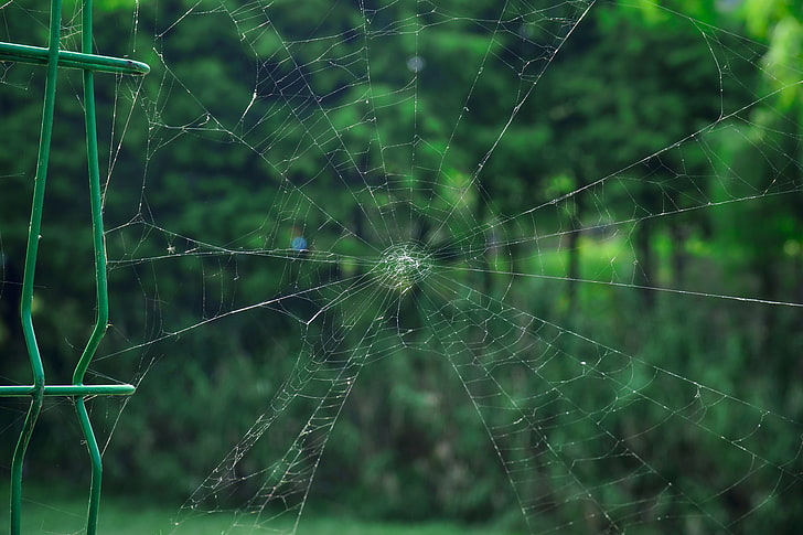 jaring laba-laba putih, jaring laba-laba, kisi-kisi, jaring, Wallpaper HD