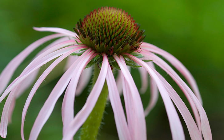 Tennessee Coneflower HD, flores, tennessee, coneflower, HD papel de parede