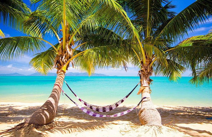 two green coconut trees, sand, sea, beach, tropics, palm trees, shore, summer, sunshine, ocean, paradise, vacation, palms, hammock, tropical, HD wallpaper