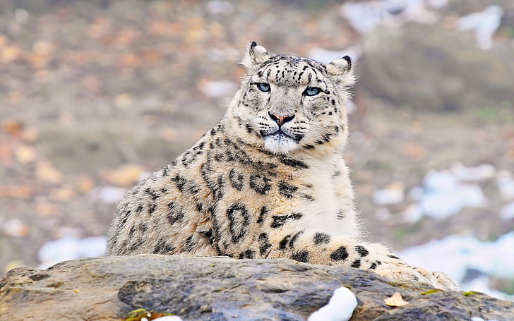 brown leopard, snow leopard, predator, rock, lying, HD wallpaper