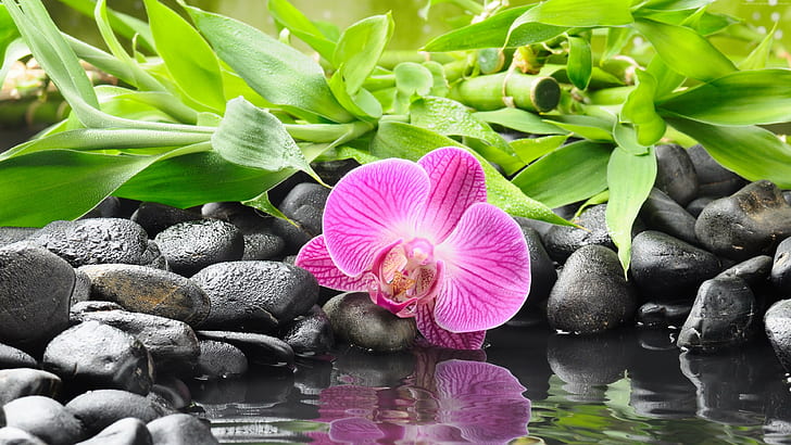 Орхидея, езерце, 4k снимки, ултра HD, HD тапет