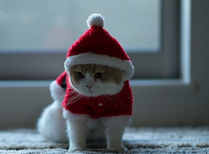 Santa Claus Cat, white and orange cat, Holidays, Christmas, Santa, Funny, Holiday, Celebrate, merry christmas, santa claus, 2014, HD wallpaper