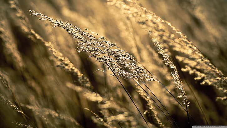 wheatgrass macro shot, nature, HD wallpaper