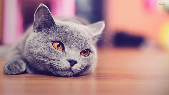 серебряная кошка, голубая, британская короткошерстная, кошка, животные, HD обои HD wallpaper