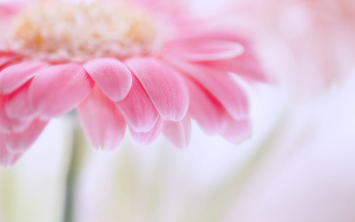 Pink gerbera, flower petals, blurring focus macro photography, Pink, Gerbera, Flower, Petals, Blurring, Focus, Macro, Photography, HD wallpaper
