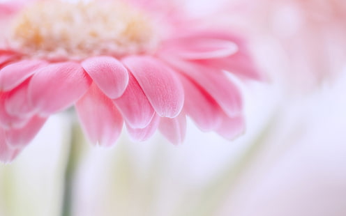 Gerbera merah muda, kelopak bunga, fotografi makro fokus kabur, Merah Muda, Gerbera, Bunga, kelopak, Kabur, Fokus, Makro, Fotografi, Wallpaper HD HD wallpaper