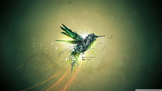 colibri (pájaro), desktopografía, Fondo de pantalla HD HD wallpaper