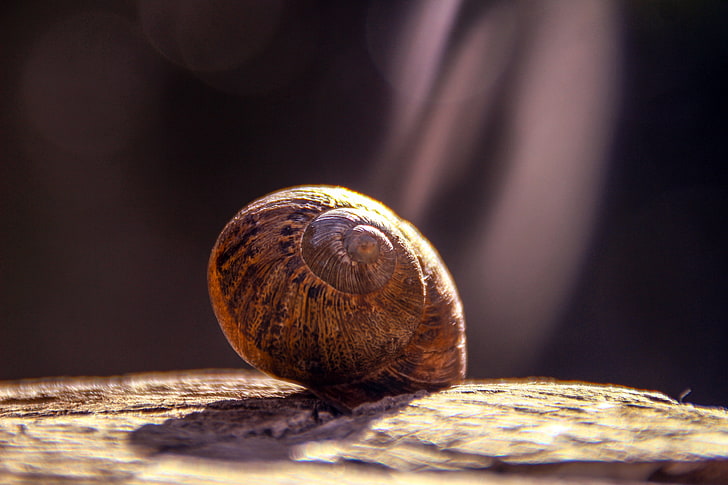 brown snail shell, snail, shell, close-up, HD wallpaper