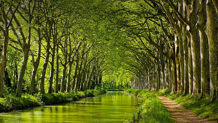 зеленые лиственные деревья, природа, пейзаж, деревья, лес, ветка, листья, франция, река, грунтовая дорога, трава, HD обои