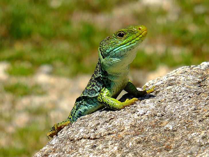 green lizard on gray rock, green lizard, gray rock, Pontevedra, Galicia, España, fujifilm X-S1, animals, macro, nature, lagartos, reptile, animal, wildlife, lizard, iguana, dragon, HD wallpaper