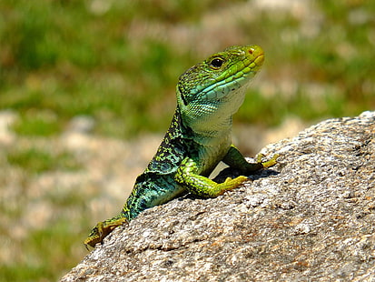 зеленая ящерица на серой скале, зеленая ящерица, серая скала, Понтеведра, Галисия, Испания, fujifilm X-S1, животные, макрос, природа, лагартос, рептилия, животное, живая природа, ящерица, игуана, дракон, HD обои HD wallpaper