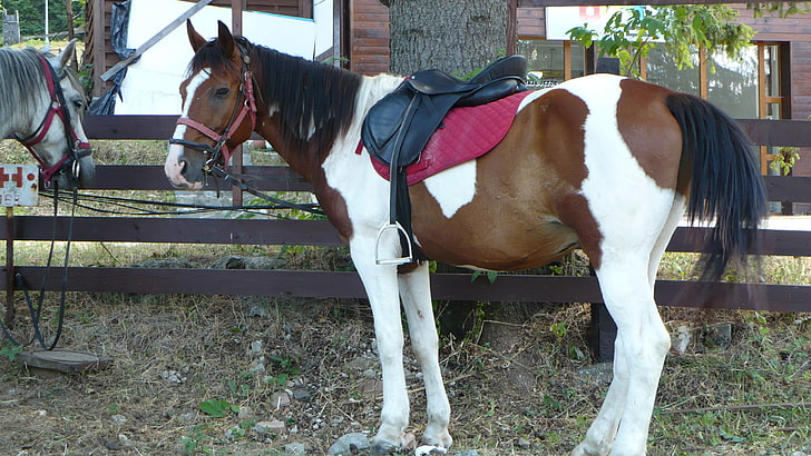 бело-коричневая лошадь, лошадь, животное, седло, HD обои